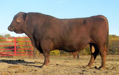 Chappell Homrun H418