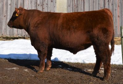 Chappell Flawless H407