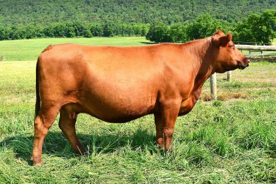 J425 - 009 - 2025 - Website